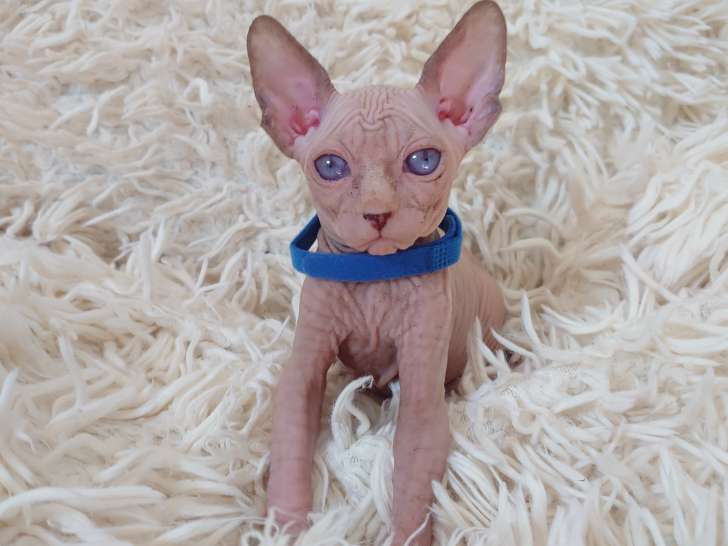 Très beau chaton Sphynx blanc aux yeux bleus à vendre