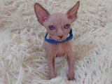 Très beau chaton Sphynx blanc aux yeux bleus à vendre