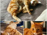 À adopter : chat d'un an