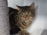 En attente d’un foyer : chatte de 2 ans