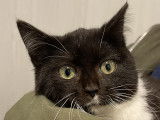 Chaton femelle en quête d’un foyer