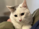 Chaton mâle à la recherche d'un foyer convivial