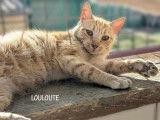 En attente d’une famille : chaton femelle