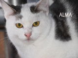 À accueillir : chaton femelle de 8 mois