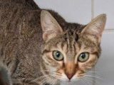 Chatte tigrée à adopter