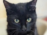 Chat noir en attente d'une famille bienveillante