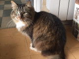 Chatte âgée de 2 ans disponible à l'adoption