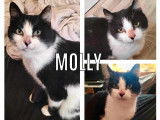 Chatte de 4 ans en quête d’une famille