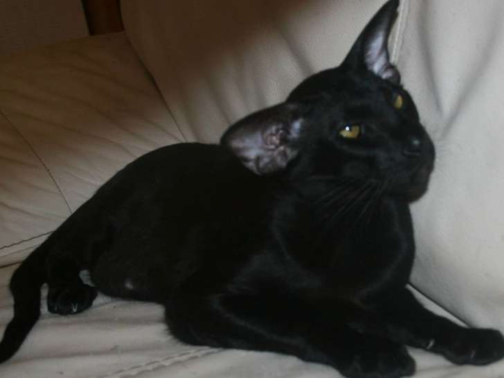 2 chatons Orientaux noirs disponibles à la vente (LOOF)