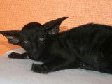 2 chatons Orientaux noirs disponibles à la vente (LOOF)