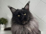 Chat Maine Coon LOOF de 2 ans noir fumé pour une saillie