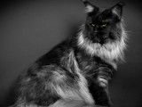 Chat Maine Coon LOOF de 2 ans noir fumé pour une saillie