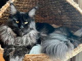 Chat Maine Coon LOOF de 2 ans noir fumé pour une saillie
