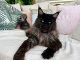 Chat Maine Coon LOOF de 2 ans noir fumé pour une saillie