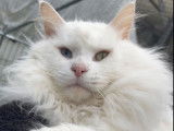 Mise à la saillie d’un chat Maine Coon LOOF blanc de 5 ans