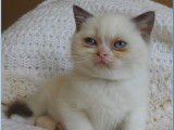 Chaton mâle British Shorthair LOOF crème point à réserver