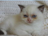 Chaton mâle British Shorthair LOOF crème point à réserver
