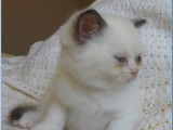 Chaton mâle British Shorthair LOOF crème point à réserver