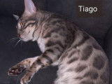 Un chat Bengal LOOF d’un an bleu disponible pour une saillie