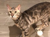 Un chat Bengal LOOF d’un an bleu disponible pour une saillie