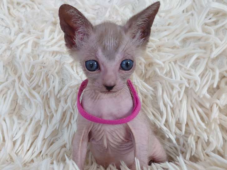 Très rare superbe chatonne femelle lykoï à vendre