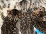 Chatons Bengal à vendre