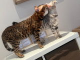 Chatons Bengal à vendre