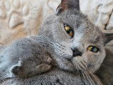 Chatons Chartreux LOOF à vendre