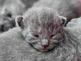 Chatons Chartreux LOOF à vendre