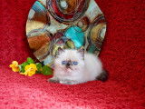 Chatons Exotic Shorthair et Persans LOOF santé/beauté garantie