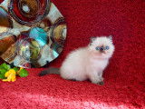 Chatons Exotic Shorthair et Persans LOOF santé/beauté garantie