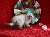Chatons Exotic Shorthair et Persans LOOF santé/beauté garantie