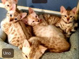 À réserver : 3 chatons Bengals LOOF