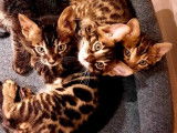À réserver : 3 chatons Bengals LOOF