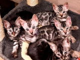À réserver : 3 chatons Bengals LOOF
