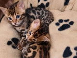 À réserver : 3 chatons Bengals LOOF