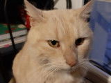 À la recherche d’un foyer aimant : chat de 7 ans