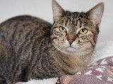 Chatte de 1 an cherchant une famille