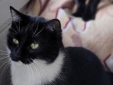 Chatte de 2 ans à adopter