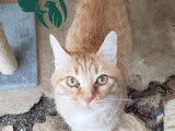 Chat tigré roux disponible à l'adoption