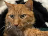 Chat de 8 ans prêt pour l'adoption