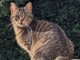 À adopter : chatte tigrée