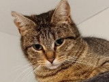 À adopter : chatte tigrée