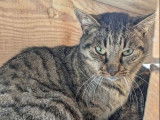 En attente d’un foyer, chat âgé d'un an