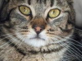 Prêt pour l’adoption, chaton tigré