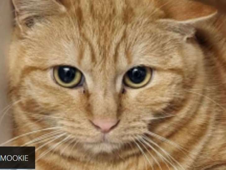 Disponible à l'adoption, chat tigré roux
