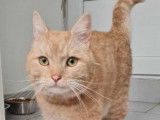 À adopter : chat tigré roux