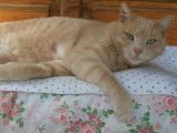 Disponible à l’adoption : chat de 14 ans