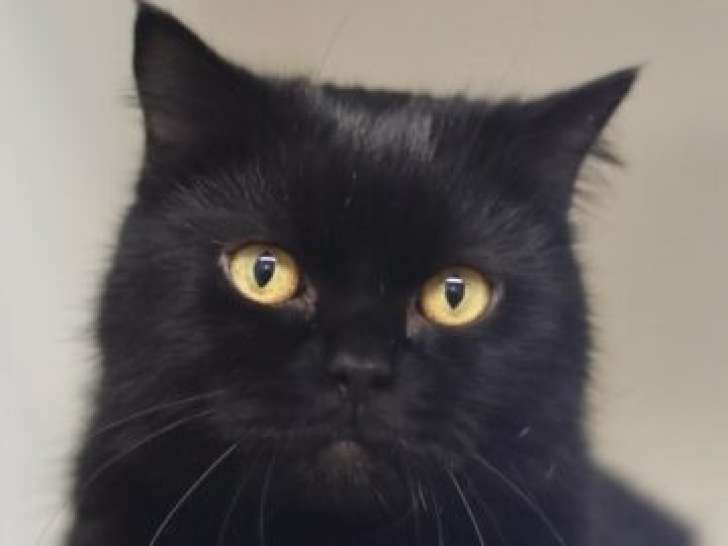 Prêt pour l’adoption : chat noir