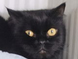 Prêt pour l’adoption : chat noir